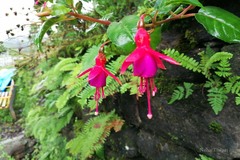 Fuchsia magellanica